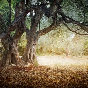 Iediterranean olive field with old olive tree ready for harvest.